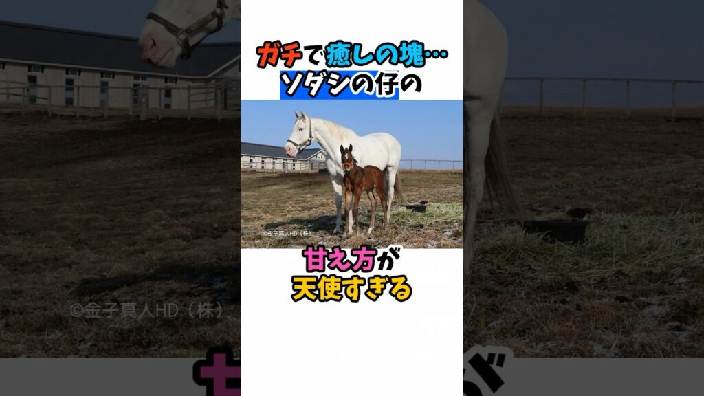 ガチで癒しの塊･･･ソダシの仔の甘え方が天使すぎる#競馬 #horse