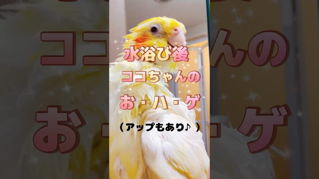 【可愛い】愛されしルチノーのおハゲ😍乾いてる時と濡れた時とおハゲの見え方違うって面白いね💕︎#オカメインコ #cockatiel #おすすめ #癒し #おもしろ動画