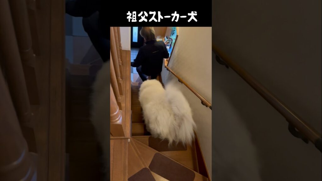 祖父へのストーカーが止まらん愛犬　#greatpyrenees #犬のいる生活 #大型犬のいる生活 #大型犬 #大型犬と暮らす #グレートピレニーズ #愛犬 #癒し #ゴールデンレトリバー