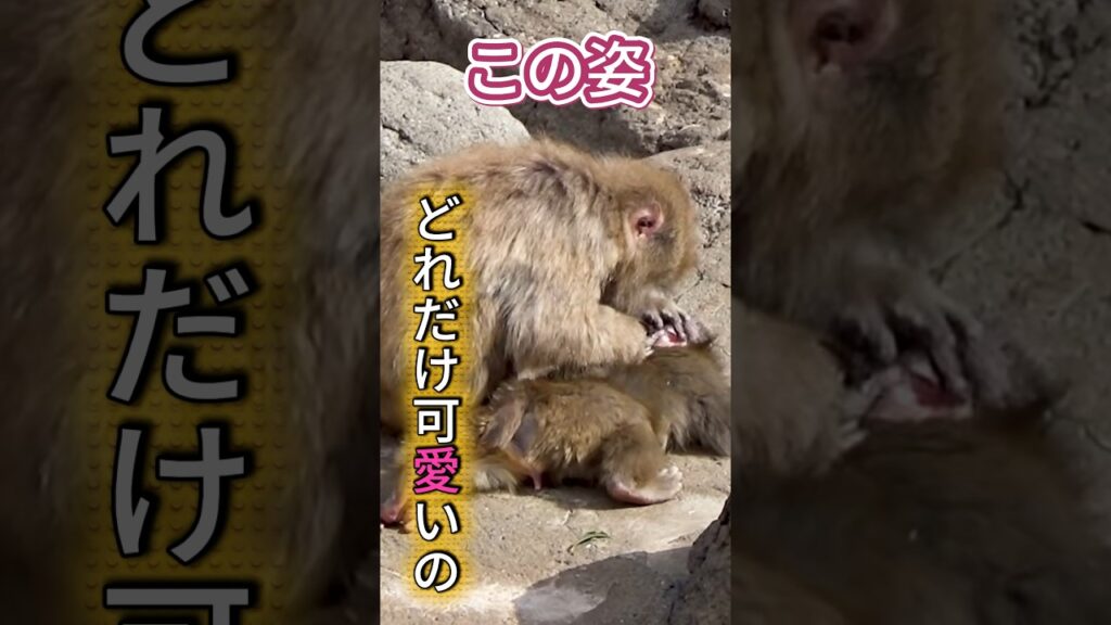 PUNCH 可愛すぎ注意 パンチくんのこの姿に心奪われる。This pose is unbelievably adorable #パンチ君 #punch #monkey #cute #animals