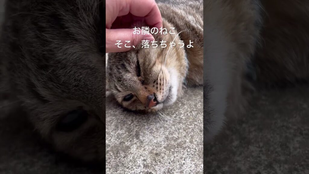 また、ここで待ってた　#ねこ #保護猫  #癒し