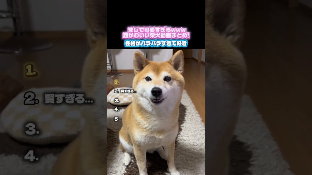 【柴犬】まじで可愛すぎる柴犬動画まとめー！ #おもしろ #柴犬 #癒し