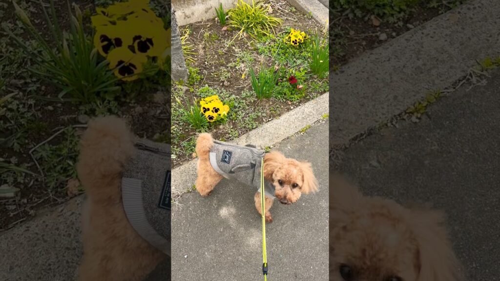朝散歩で春を見つけました🐶#トイプードル   #犬のいる暮らし    #癒し