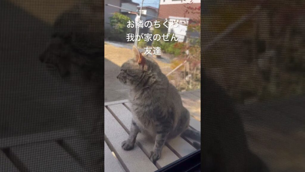 触れられないのに、伝わってる  #ねこ #保護猫 #癒し