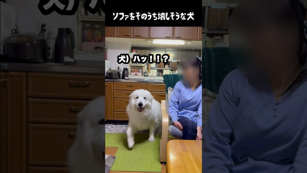 家具の耐久値ゴリゴリ削る愛犬　#greatpyrenees #犬のいる生活 #大型犬のいる生活 #大型犬 #大型犬と暮らす #グレートピレニーズ #愛犬 #癒し #ゴールデンレトリバー
