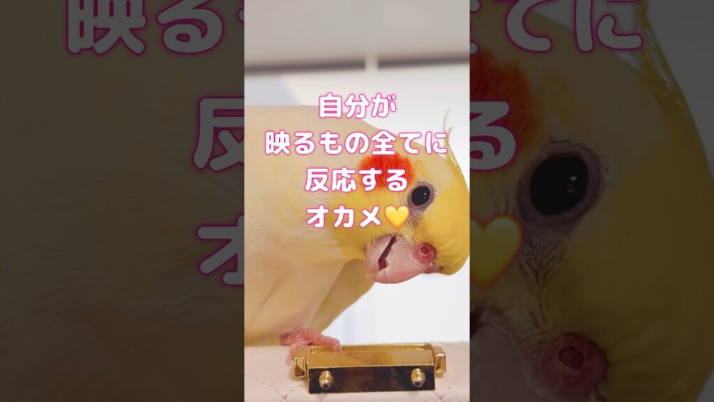 【オカメインコ】キラキラしたもの、動くものには興味あり😊反応して歌い出します🍀*゜#オカメインコ #cockatiel #おすすめ  #癒し #おもしろ動画