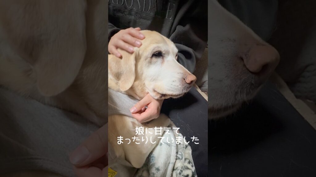 まったり甘える #ラブラドールレトリバー #15歳 #愛犬との暮らし