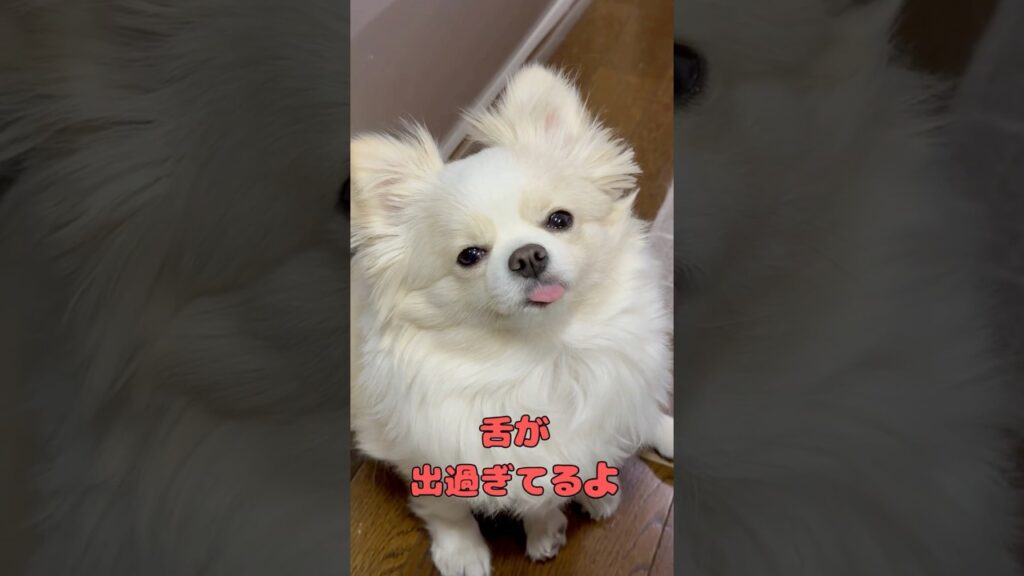 ほら、また舌が 出過ぎてるよ！しかも少し斜めってる！油断するとすぐ舌が出ちゃうルナ。それが可愛いんだけどね^ ^ #ポメチワ #チワワ #癒し#dogs #可愛い