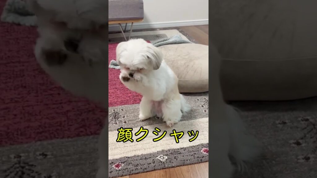 犬ってご飯のあと、これやらない？#shorts #犬のいる生活#癒し
