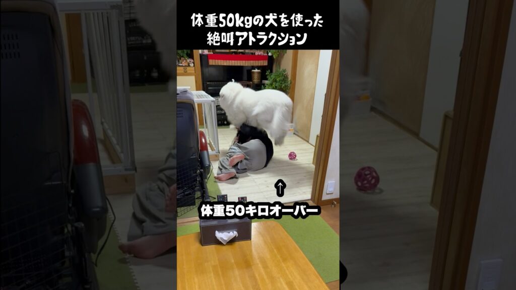 愛犬を使った絶叫アトラクション　#greatpyrenees #犬のいる生活 #大型犬のいる生活 #大型犬 #大型犬と暮らす #グレートピレニーズ #愛犬 #癒し #ゴールデンレトリバー