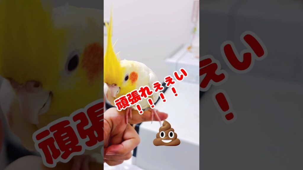 【頑張って！】溜めフン💩をしっかり踏ん張りたいがなかなか出てくれなくて頑張るココちゃん😊#オカメインコ #cockatiel #おすすめ #癒し #おもしろ動画