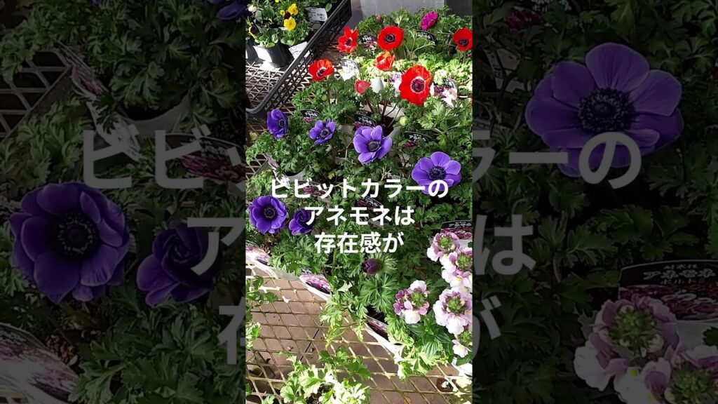 可愛い春のお花 #ガーデニング#ブログ#園芸#お花#オステオスペルマム#癒し#shorts @k－クリハラデザインルーム