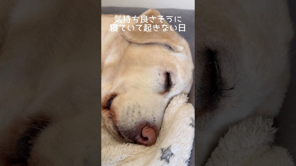 起きない日 #ラブラドールレトリバー #15歳 #愛犬との暮らし