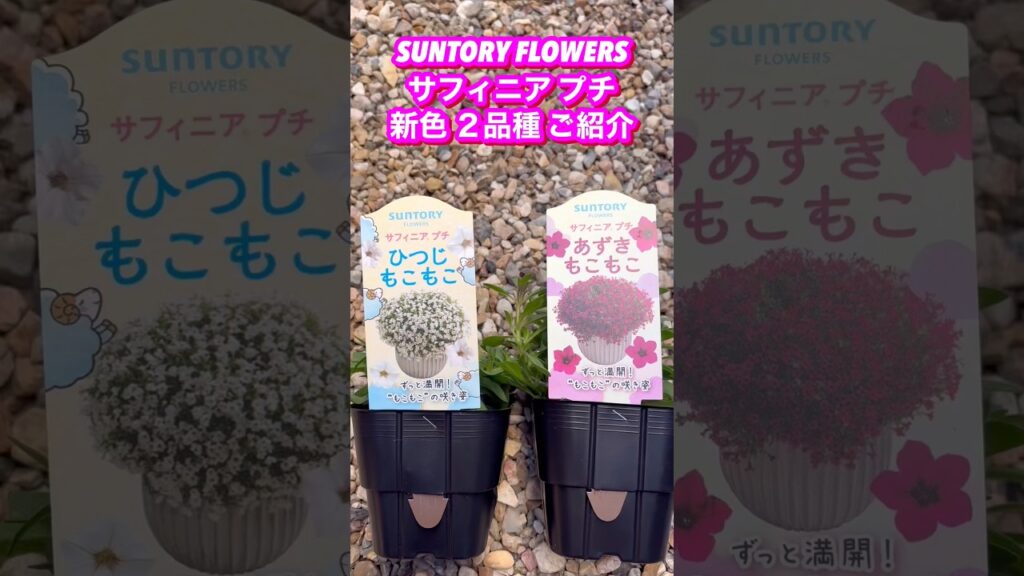 【購入苗ご紹介】サフィニアプチ新たに仲間入り2品種ご紹介 #shorts #園芸 #ガーデニング #夏の花 #サフィニアプチ #新色 #癒し #植物 #花