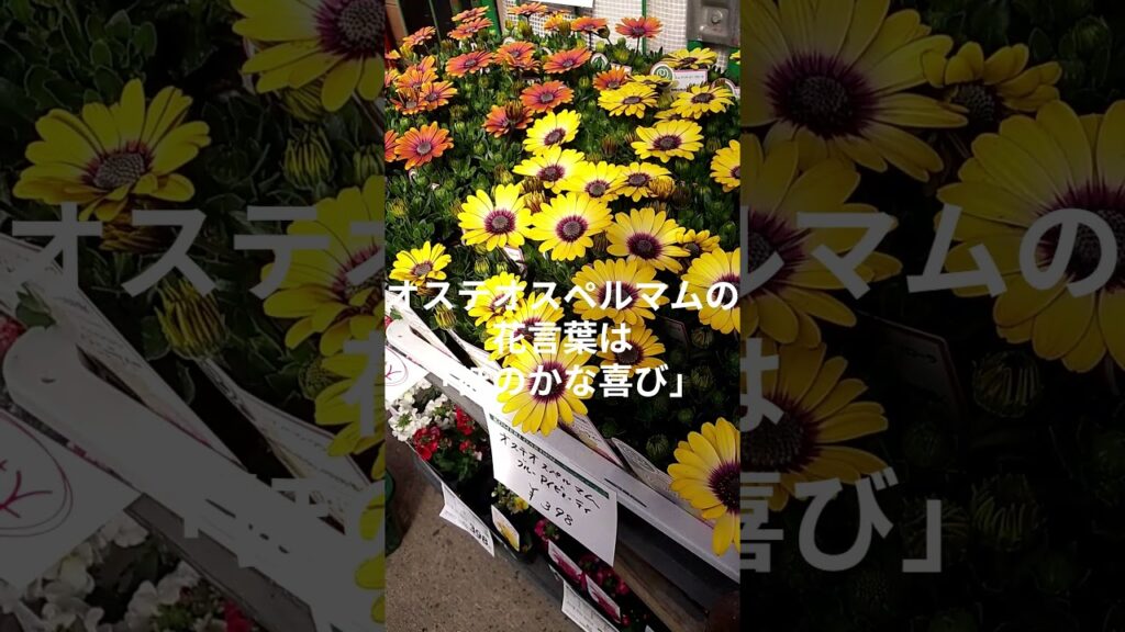 お花探しの喜び #ガーデニング#ブログ#園芸#お花#ラナンキュラス#花言葉#癒し#shorts @k－クリハラデザインルーム