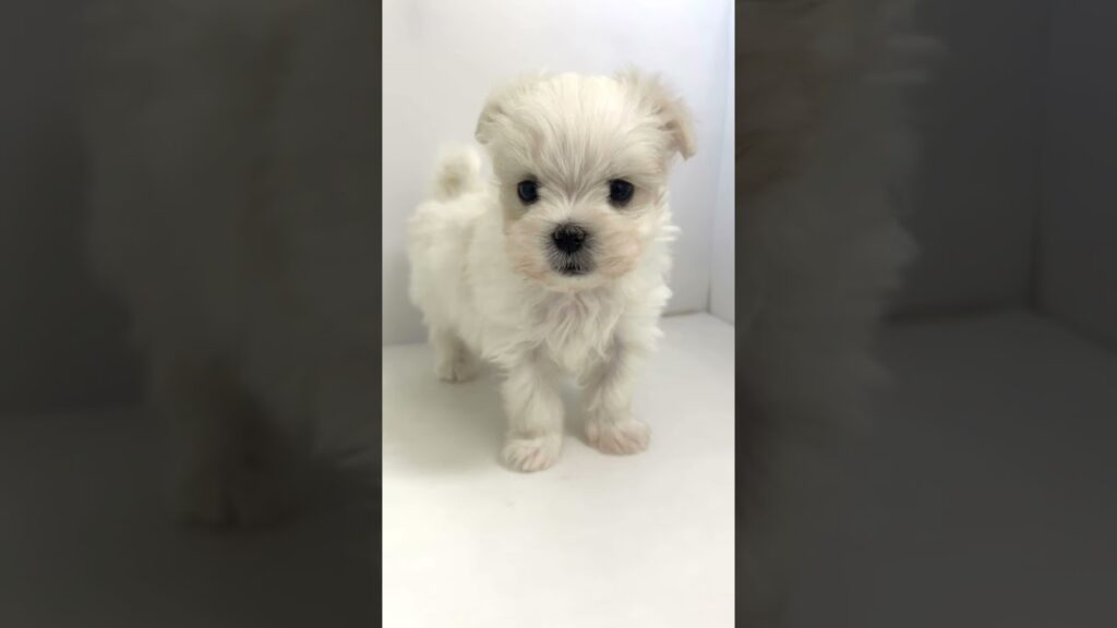 【2026.3.12】おっとり甘えん坊さんなマルチーズの男の子入店！