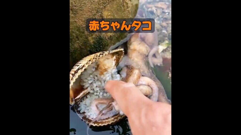 タコが出産するのを見たことがありますか？ #animals #動物 #癒し