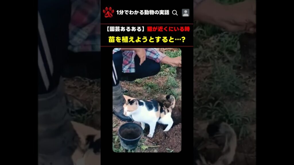 【園芸あるある】猫が近くにいる時、苗を植えようとすると…？