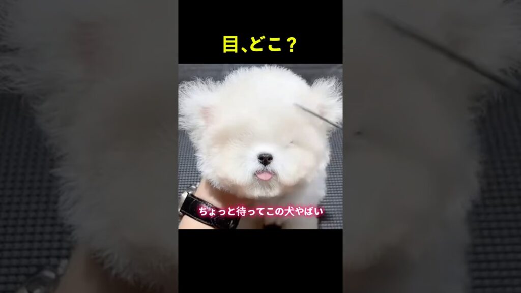 目が出た瞬間、可愛さバグった…