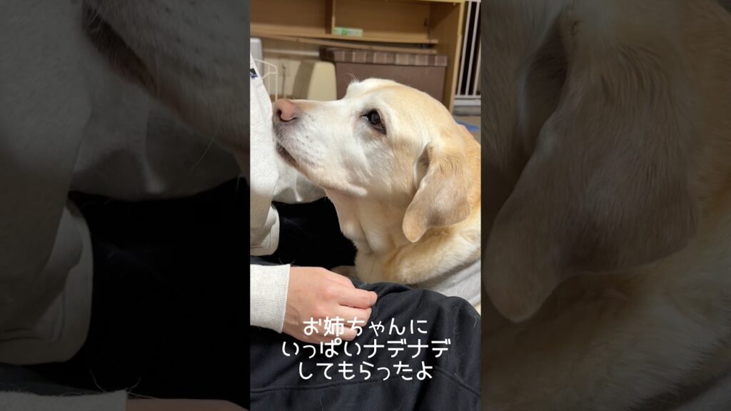 お姉ちゃんにナデナデしてもらったよ #ラブラドールレトリバー #15歳 #愛犬との暮らし