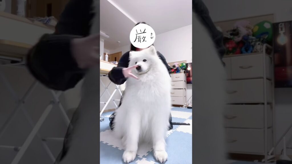 ”タン塩”にしか聞こえないのは私だけ…？  #samoyed #サモエド #癒し　#すいすて