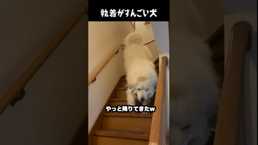 祖父への執着すごい愛犬　#greatpyrenees #大型犬のいる生活 #大型犬 #大型犬と暮らす #グレートピレニーズ #愛犬 #犬のいる生活  #癒し
