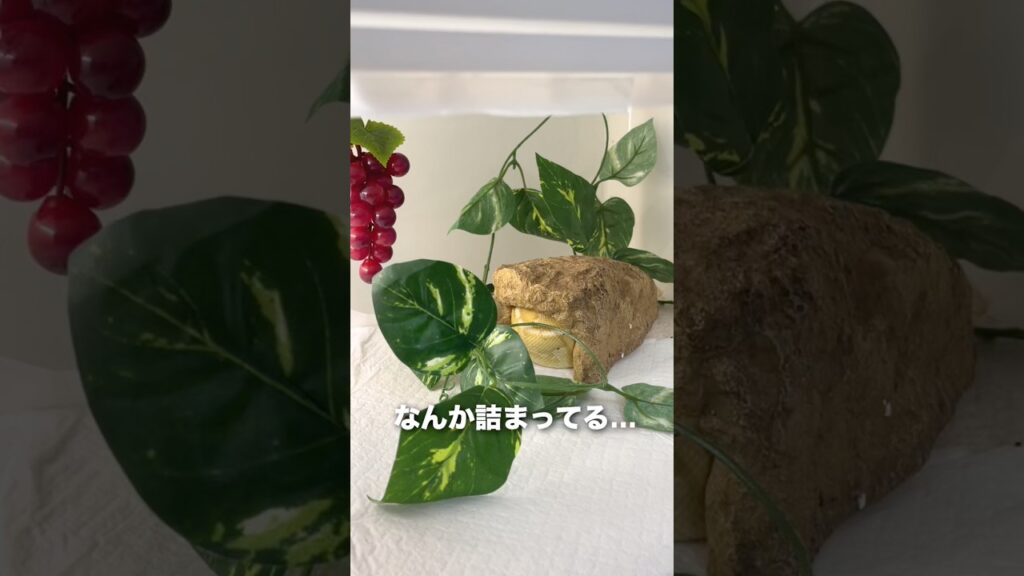 ﾐﾁﾐﾁに詰まってるヘビ　#ペット #癒し  #爬虫類のいる生活 #ボールパイソン #スネークライフ