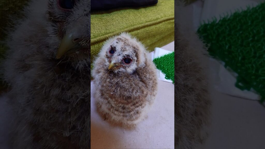 可愛い怪獣【ぷりん】いっちょまえに羽繕い。 #癒し 2026年4月20日 #フクロウ