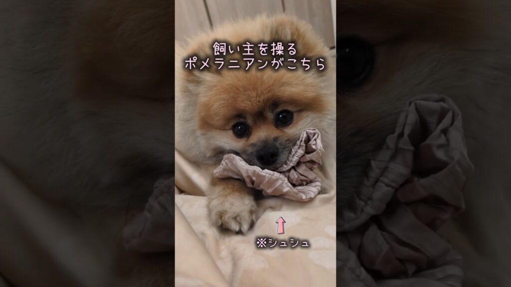 #ポメラニアン #Shorts #ポポ #犬の日常 #cutedog  #doglovers #petshorts #犬 #癒し