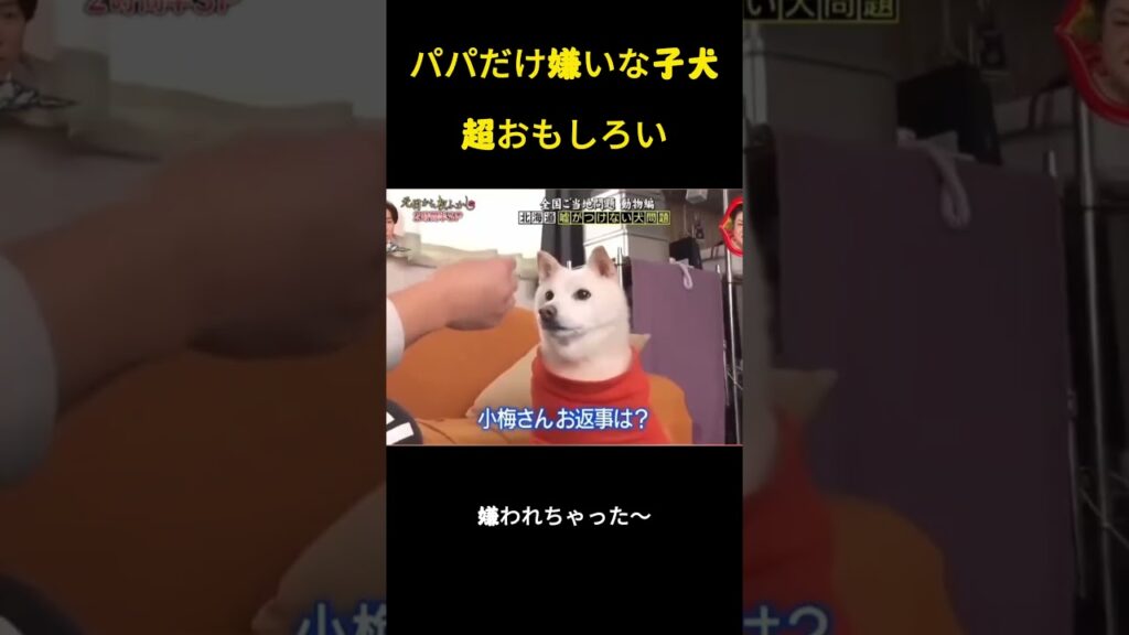 パパだけ嫌いな子犬超おもしろい #面白集#funny