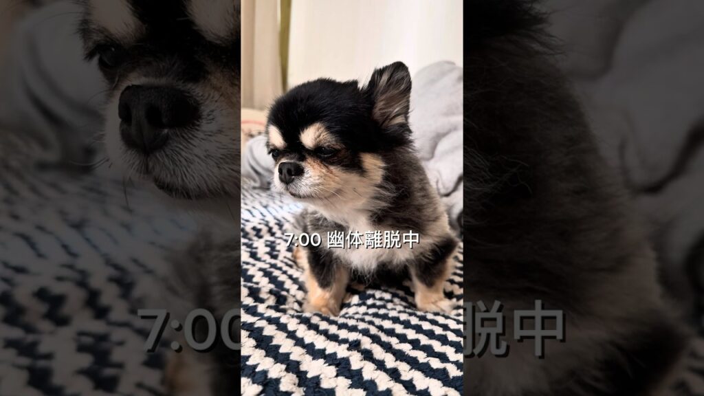 お洒落なvlogにしたいのに… #チワワ #chihuahua #犬 #犬のいる暮らし #vlog #おもしろい犬 #癒し