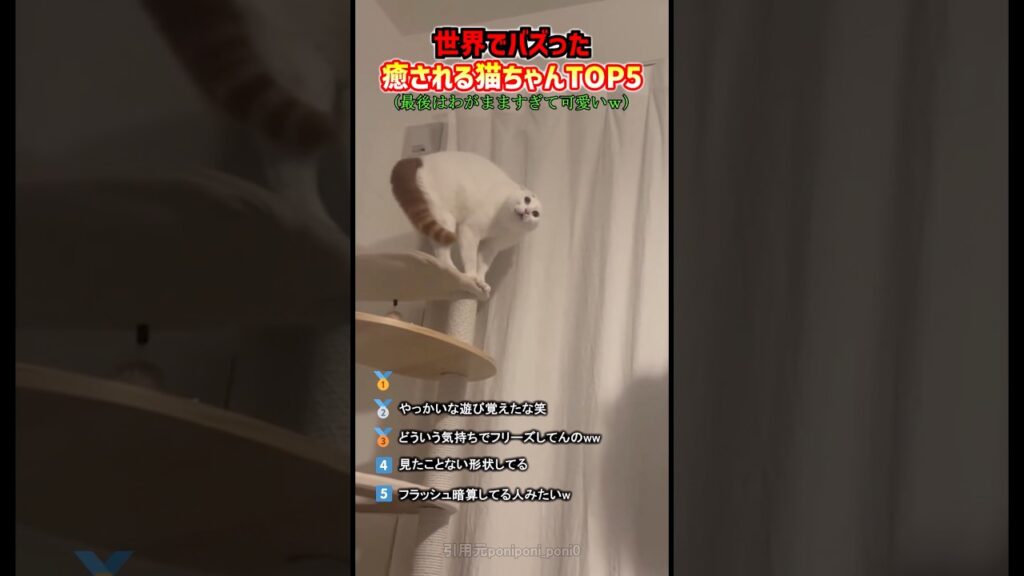 世界でバズった癒される猫ちゃんTOP5#猫 #癒し