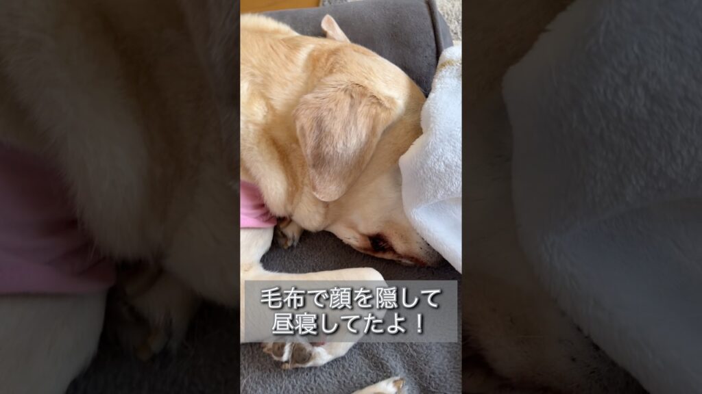 顔を隠して昼寝 #ラブラドールレトリバー #15歳 #愛犬との暮らし