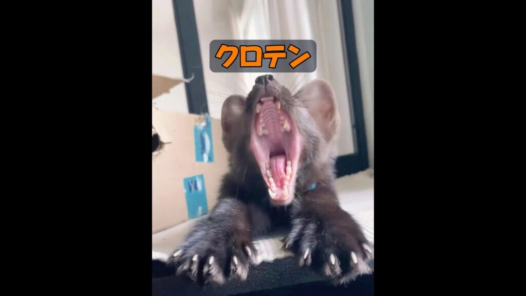 これはイタチですか？ #animals #動物 #動物プロダクション #自然 #癒し