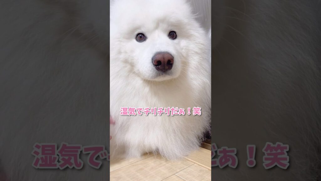 デスク横のかわい子ちゃんが…不在だと！？ #samoyed #サモエド #癒し