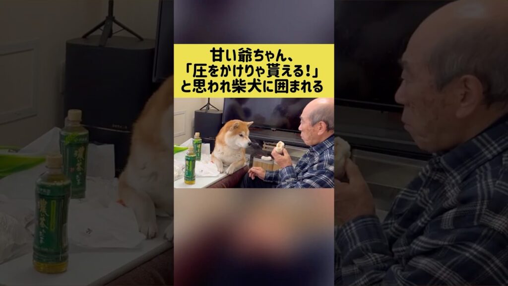 甘い爺ちゃん、「圧をかけりゃ貰える！」と思われ柴犬に囲まれる #柴犬 #shibainu #shorts