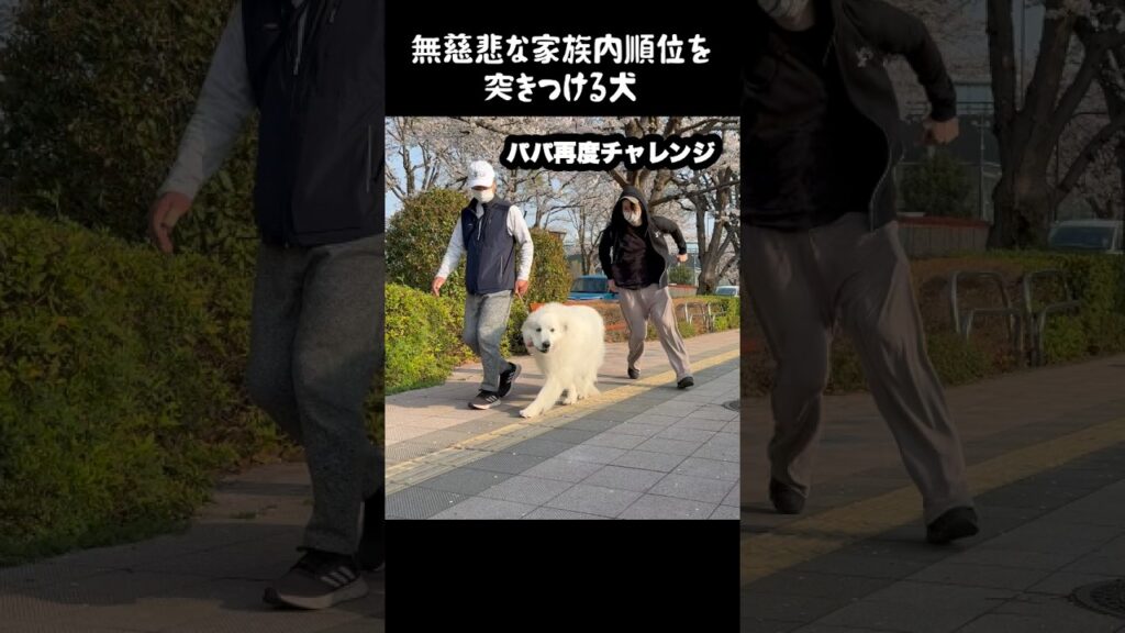 無慈悲な家族内順位を突きつける愛犬　#greatpyrenees #大型犬のいる生活 #大型犬と暮らす #大型犬 #グレートピレニーズ #大型犬のいる生活   #愛犬 #癒し #ゴールデンレトリバー