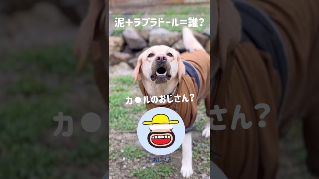 泥＋ラブラドール＝誰？#shorts #labradorretriever #ラブラドールレトリバー #可愛い #癒し #大型犬 #ぼんちゃん #カール #泥まみれ