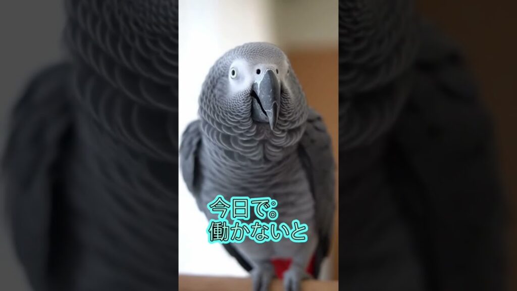 #ヨウム #オウム #癒し #面白いオウム