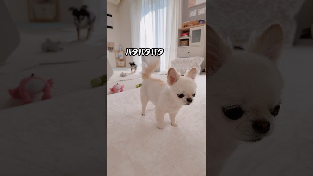 慌ててやって来た😂 #shorts #チワワ #癒し #日常