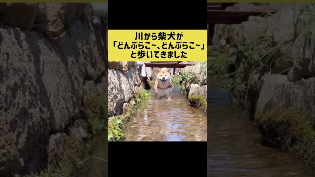 川から柴犬が「どんぶらこ~、どんぶらこ~」と歩いてきました #柴犬 #shibainu  #shorts #豆シヴァわらび