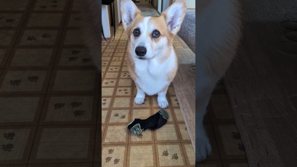 【コーギー】今日も朝からお手伝い！#コーギー #癒し #corgi #shorts