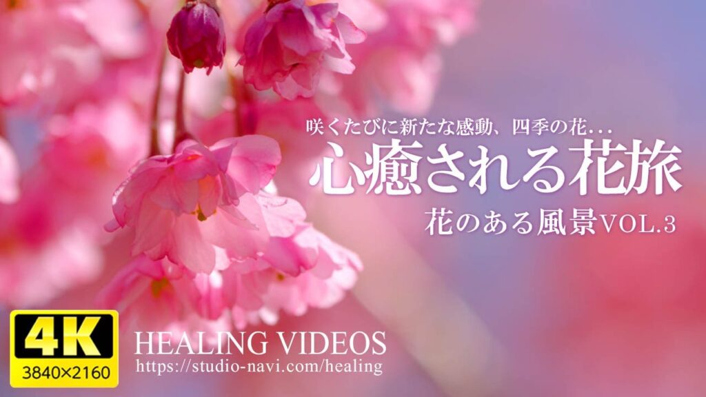 【癒し】心癒される花旅｜咲くたびに新たな感動と四季の花（花のある風景VOL.3）をお楽しみください。「4K風景映像・実写」