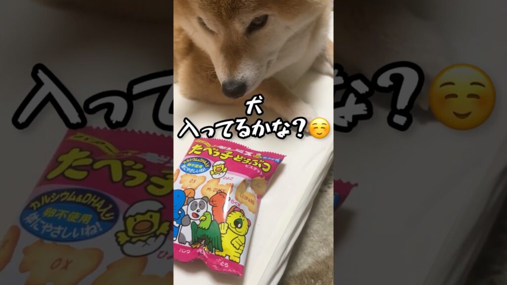 たべっ子どうぶつとどうぶつ　　　#dog #柴犬 #こまち #癒し #shiba #かわいい #たべっ子どうぶつ #どうぶつ#犬#いぬ#ほのぼの
