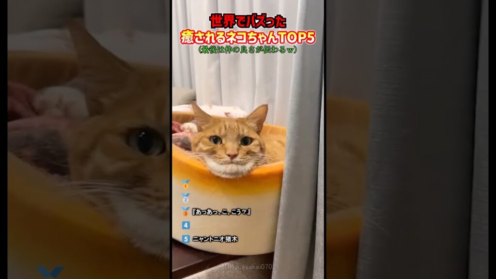 世界でバズった癒される猫ちゃんTOP5 #癒し #猫 #かわいい