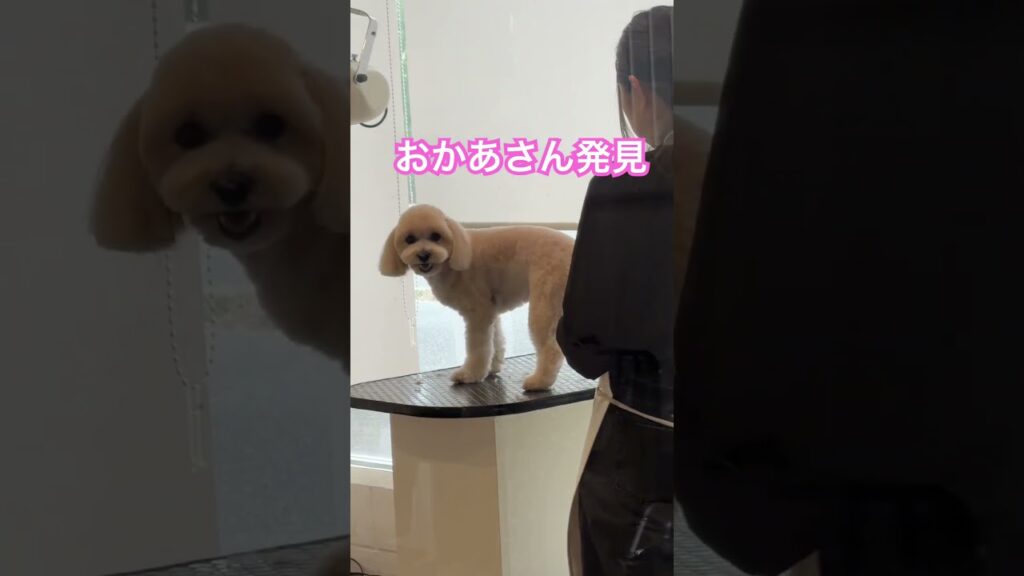 トリミング✂️行ってきました#マルプー#maltipoo #トリミング#dog#癒し#犬のいる暮らし #shorts