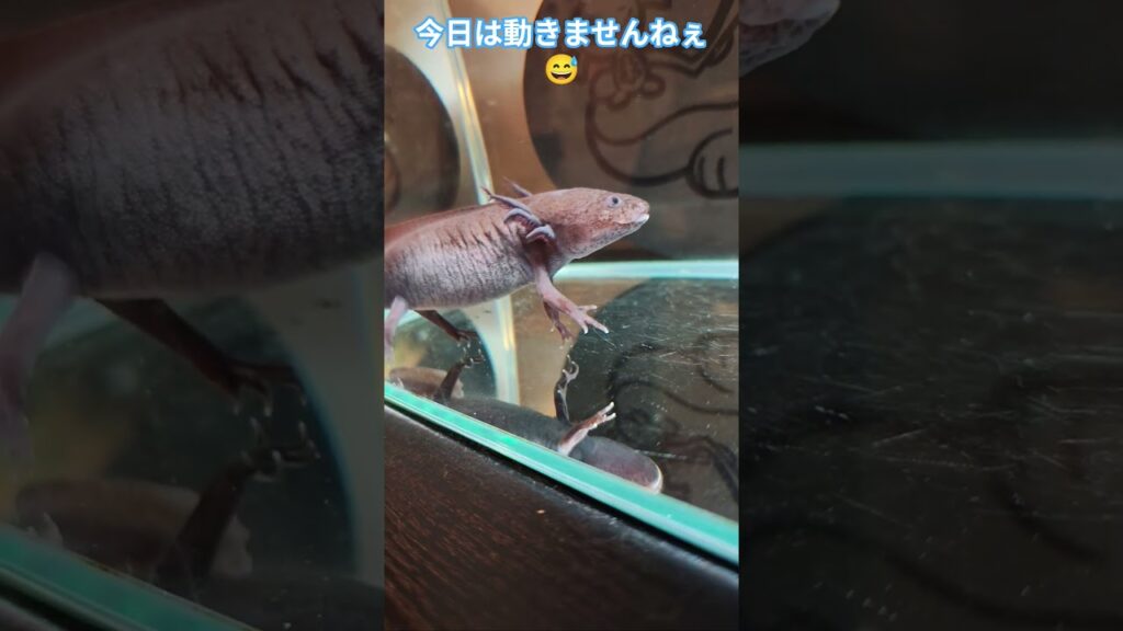 今日のルピ丸♪　ウーパールーパー　#shorts #ウーパールーパー #かわいい #癒し #axolotl