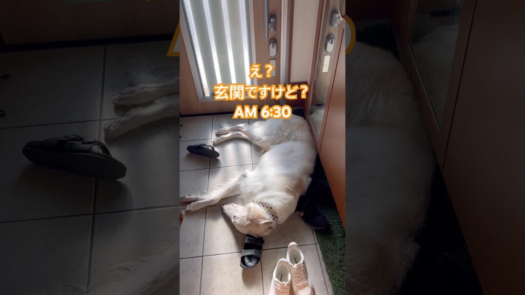ボルゾイ ハックのまったりタイム #ボルゾイ #癒し #大型犬のいる生活 #大型犬好きな人と繋がりたい #大型犬 #愛犬 #borzoi #犬のいる生活 #可愛い