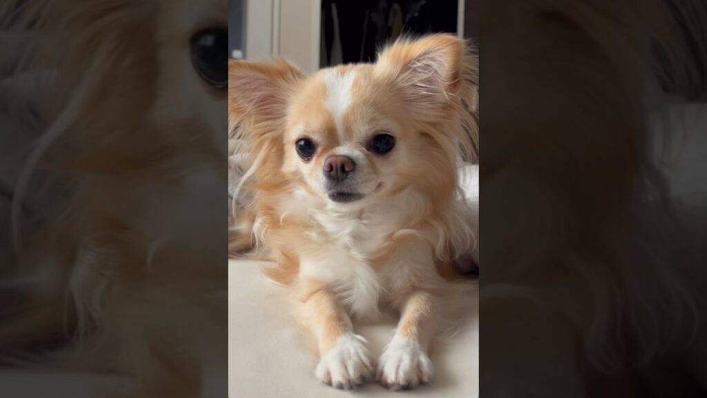 【その笑顔はプライスレス/癒し】#チワワ #chihuahua #可愛い #チワワちゃん #癒し #cutedog #fyp #foryou #犬のいる生活