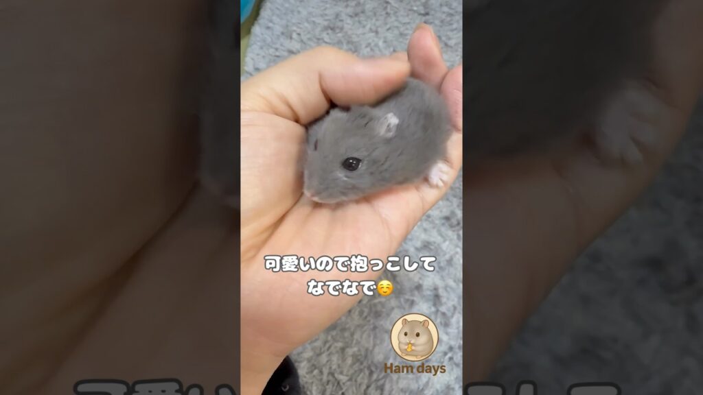 ハムスターと遊んで癒された朝 #ハムスター #hamster #癒し #ハムスターかわいい #ハムスターのいる生活 #ジャンガリアンハムスター